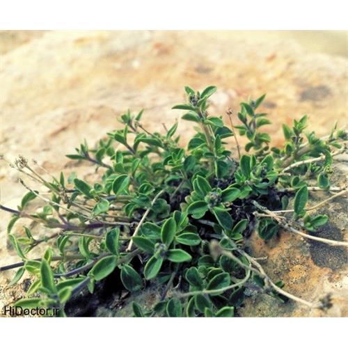 گیاه دارویی آویشن