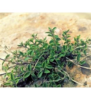 گیاهان دارویی و محصولات زراعی کشاورزی